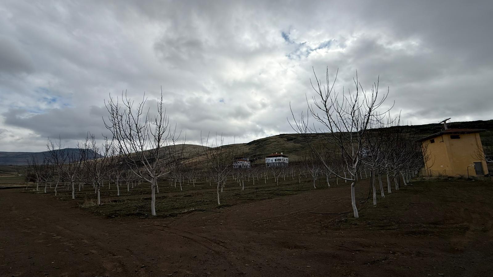 KAYSERİ DEVELİ GAZİKÖY MAHALLESİNDE SATILIK CEVİZ BAHÇESİ
